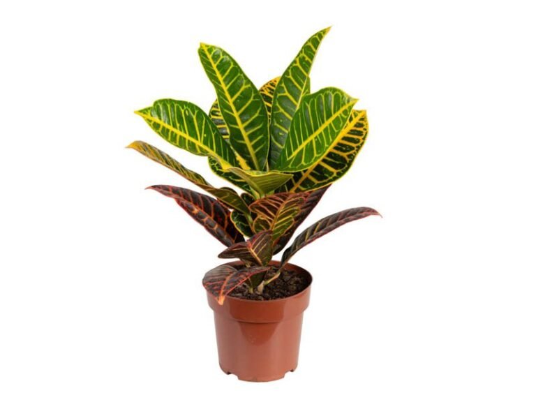 CROTON-3