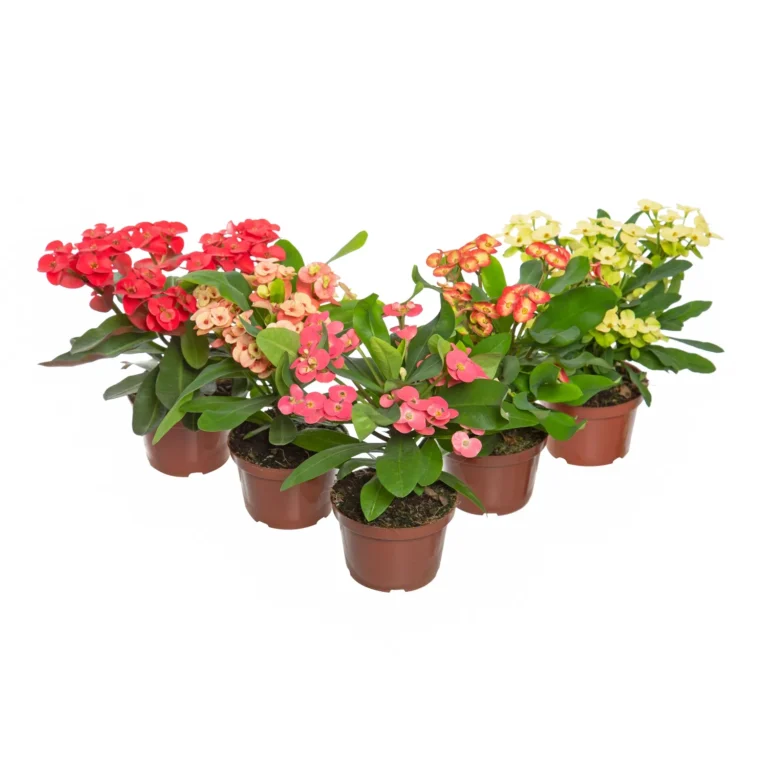 Euphorbia-Milii-Miliiana-Pote-11-1.webp-1