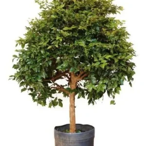 JABUTICABEIRA HIBRIDA SC (LC)
