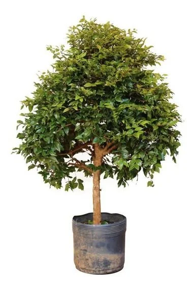 JABUTICABEIRA-1