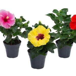 HIBISQS DOBRADO P15 VARIADO