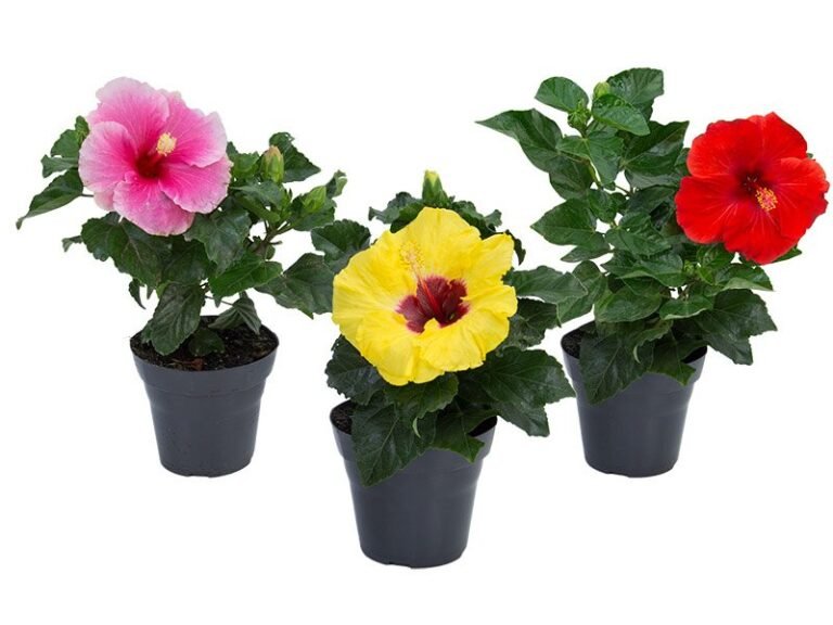hibisqs-69bed80a012b3-1