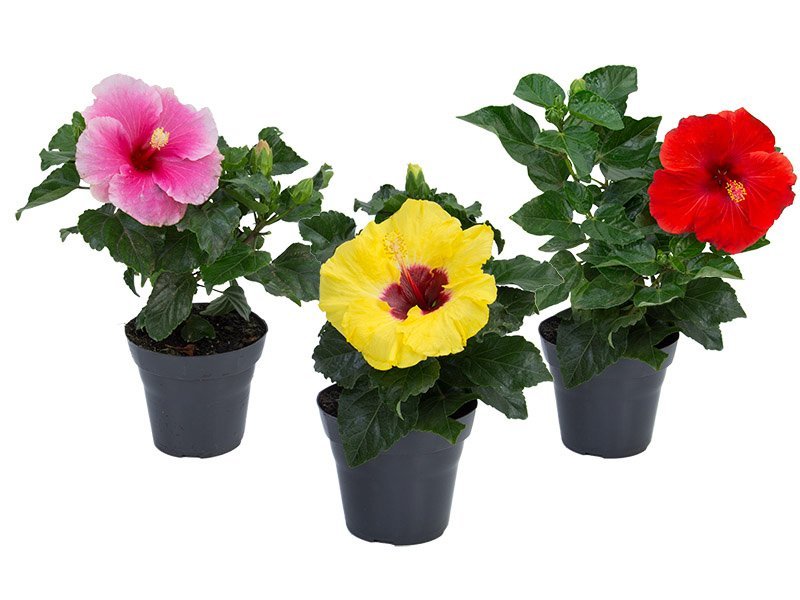 hibisqs-69bed80a012b3-1