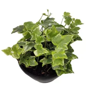 HEDERA VARIADO C13