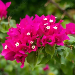 TREPADEIRA PRIMAVERA ROSA VARIADA (FLORA JUL)