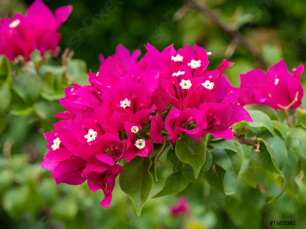 PRIMAVERA