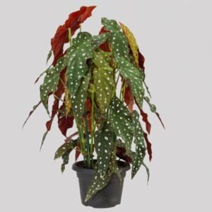 BEGONIA MACULATA P15 PO