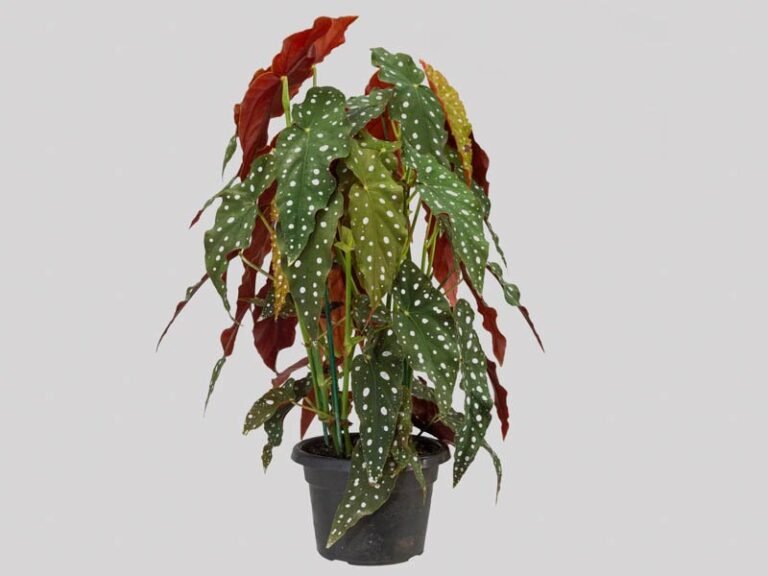 begonia-maculata-69c15ef14e5cc-1