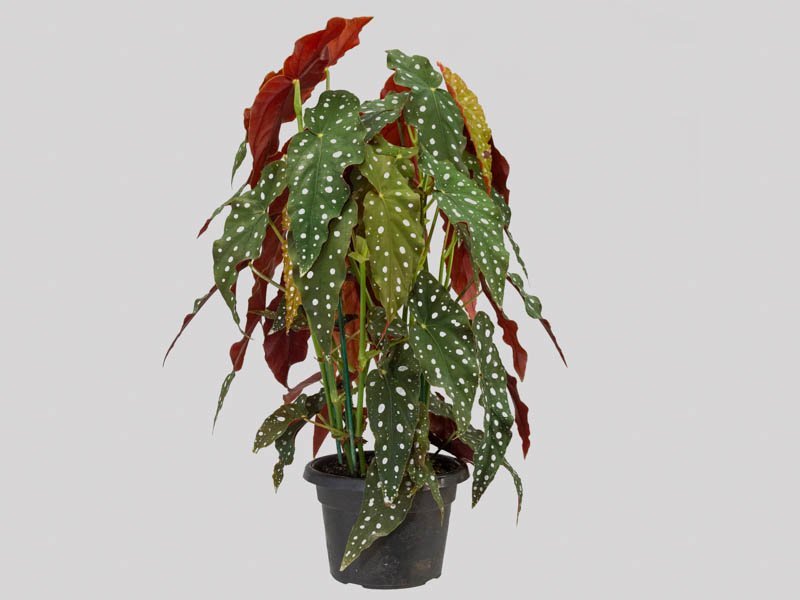 begonia-maculata-69c15ef14e5cc-1